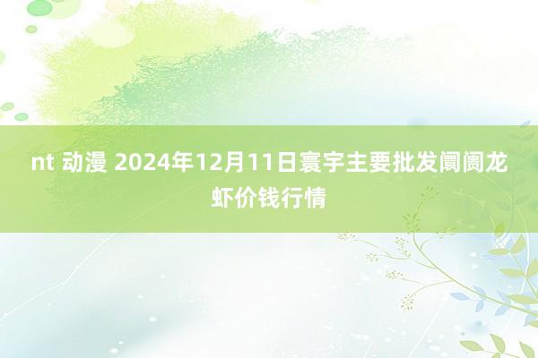 nt 动漫 2024年12月11日寰宇主要批发阛阓龙虾价钱行情